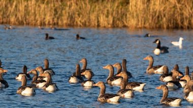 Quack, Quack! Ducks Win Right to Loud Quacking in French Countryside After Case Filed Against Them