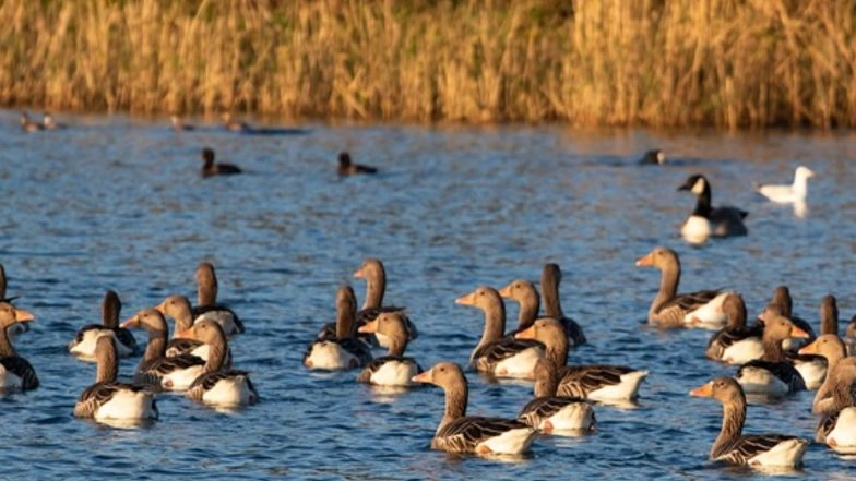 Bird Flu Scare in Delhi: 10 Ducks Found Dead at Sanjay Lake, Samples Sent for Testing