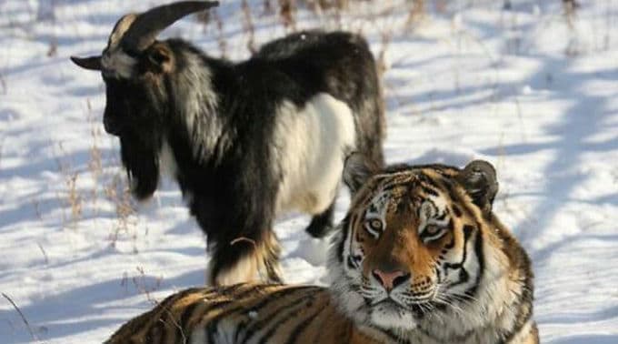 Russian Goat, Timur Who Made Friends With a Tiger Dies of Ill Health Russian Goat, Timur Who Made Friends With a Tiger Dies of Ill Health