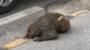 Maneka Gandhi Sends Car to Rescue Injured Monkey Lying on Roadside in Central Delhi
