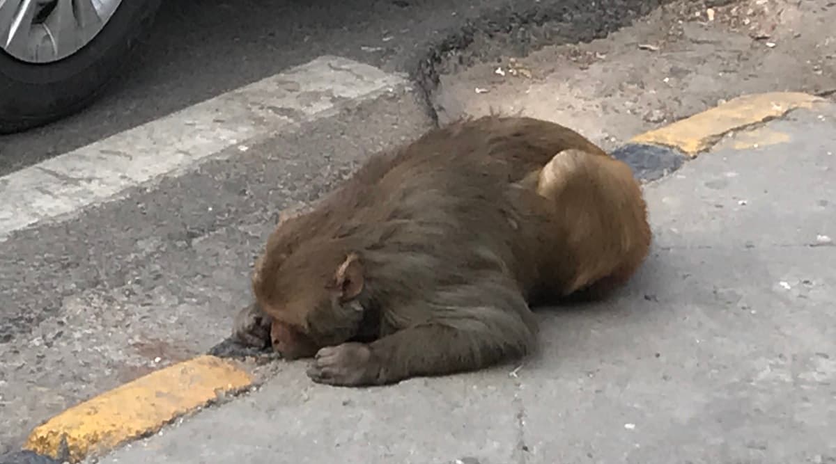 Maneka Gandhi Sends Car to Rescue Injured Monkey Lying on Roadside in Central Delhi Maneka Gandhi Sends Car to Rescue Injured Monkey Lying on Roadside in Central Delhi