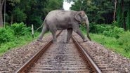 As More Elephants Die on North East Train Tracks, Indian Railways Introduce Steps To Reduce Elephant Casualty
