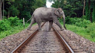 Jharkhand: Elephant Killed by Speeding Train in East Singhbhum District