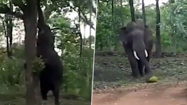 Elephant Climbs Tree to Pluck Jackfruit, Smashes and Gobbles It Up, Watch Video