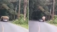 Elephant Tries to Hug Car at Khao Yai National Park in Thailand Scaring Driver, Ends Up Shattering Rear Window (Watch Video)