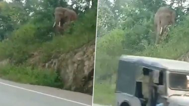 Elephant With Traffic Sense! Video of Jumbo Waiting For Vehicles to Pass on Busy Road Amuses Netizens