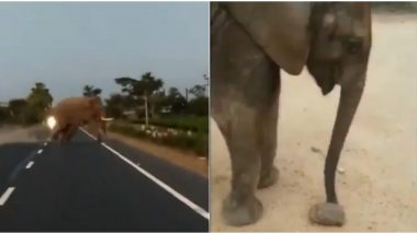 How Humans Cross The Road Vs How Elephants Cross The Road! These Videos Show We Have a Lot to Learn From Jumbos