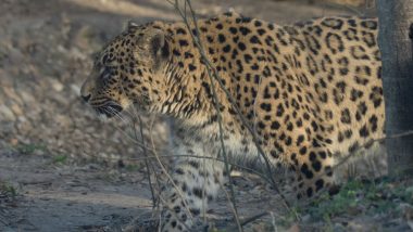 Maharashtra: Leopard Captured by Forest Officials in Nashik