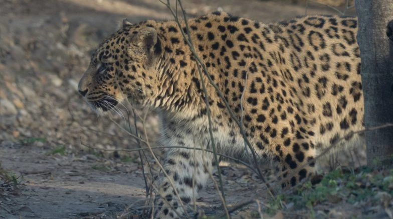 Assam: Six People Arrested for Killing Leopard in Guwahati (Watch Video)