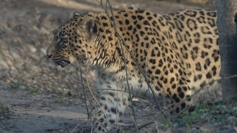 Leopard Battles For Life After Being Hit by Vehicle on Ahmednagar-Kalyan Highway