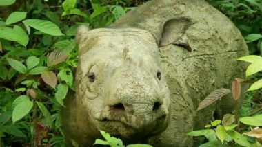 Iman, Malaysia's Last Known Sumatran Rhino Dies Due to Cancer