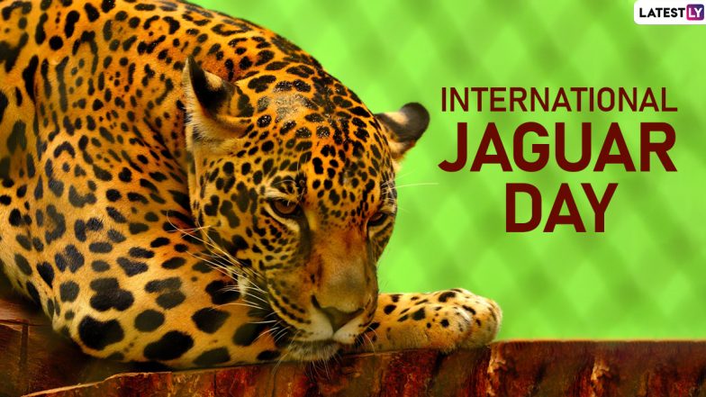 International Jaguar Day 2019 Date: Significance of The Day that Raises Awareness About Conserving the Wild Cats