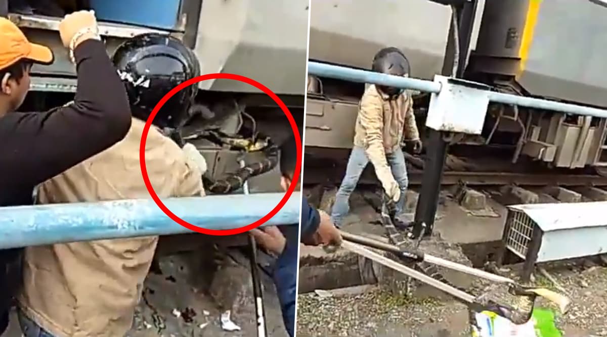 10-Foot-Long King Cobra Rescued From Super-Fast Train in Uttarakhand (Watch Video) 10-Foot-Long King Cobra Rescued From Super-Fast Train in Uttarakhand (Watch Video)