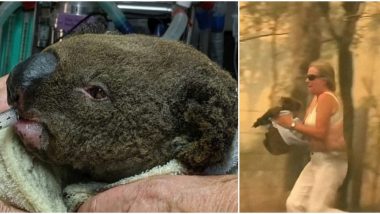 Lewis, The Koala Saved From Australian Bushfires by Woman Dies Due to Severe Burns