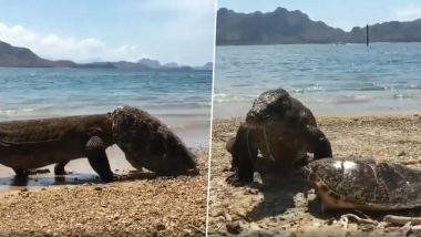 Komodo Dragon Eating a Turtle and Throwing Off The Shell is Cruel Reminder of Survival in Nature (Watch Viral Video)