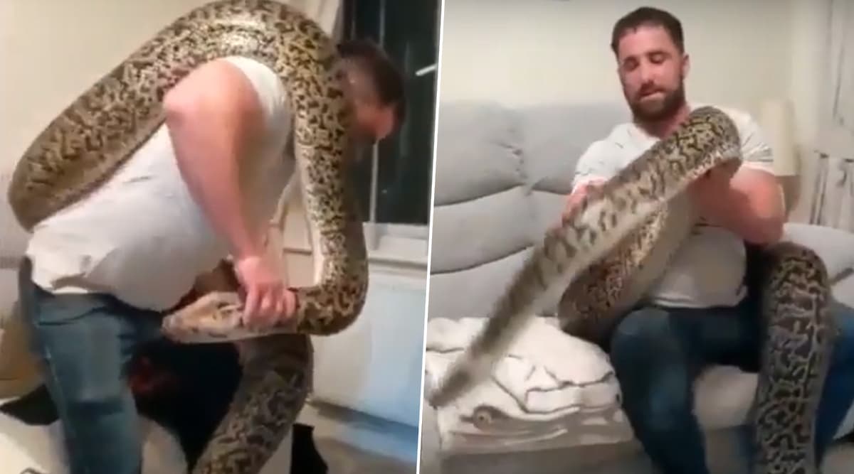 Is This The World's Biggest Burmese Python? Meet 18-Foot-Long Pet Snake Hexxie From England Who Lives With Another Serpent and a Dog (Watch Video) Is This The World's Biggest Burmese Python? Meet 18-Foot-Long Pet Snake Hexxie From England Who Lives With Another Serpent and a Dog (Watch Video)