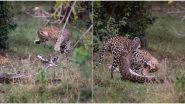 Leopard Kills a Python and Smashes The Snake's Skull During Epic Battle in Africa's Masai Mara National Park (View Thrilling Pics)