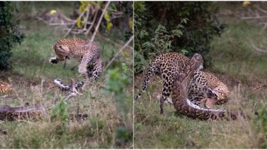 Leopard Kills a Python and Smashes The Snake's Skull During Epic Battle in Africa's Masai Mara National Park (View Thrilling Pics)