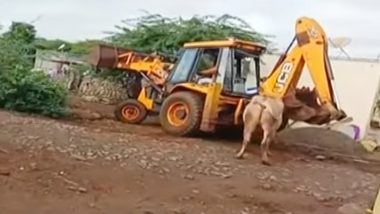Maharashtra: Bull Killed Using JCB by Farmers in Pune District, Video of Gruesome Incident Sparks Outrage