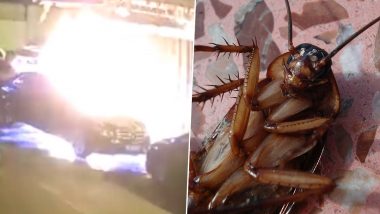 Chinese Man Tries to Kill Cockroach With Fire and Insecticide, Sets 3 Cars Ablaze (Watch Video)