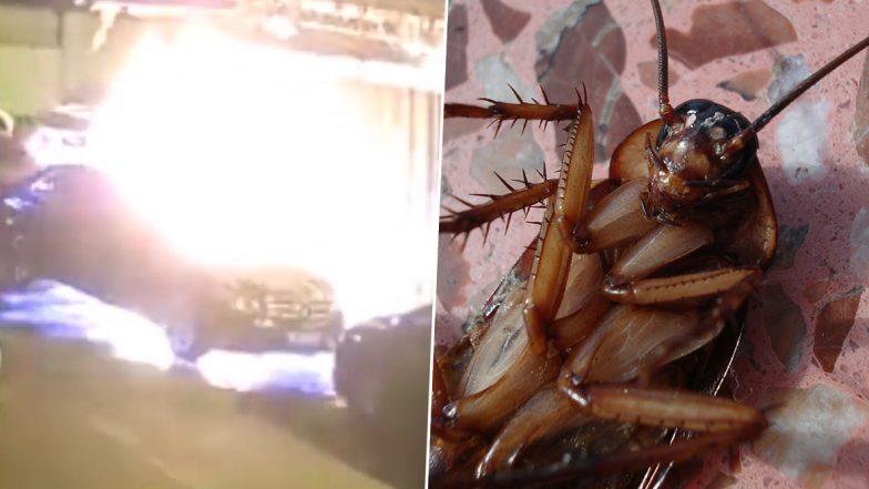 Chinese Man Tries to Kill Cockroach With Fire and Insecticide, Sets 3 Cars Ablaze (Watch Video)