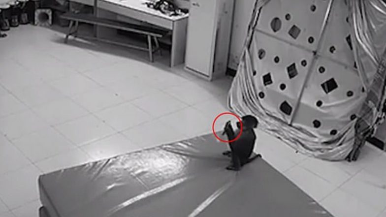 Monkey Places Order on Shopping Website at Chinese Zoo Using Keeper's  Phone (Watch Video)
