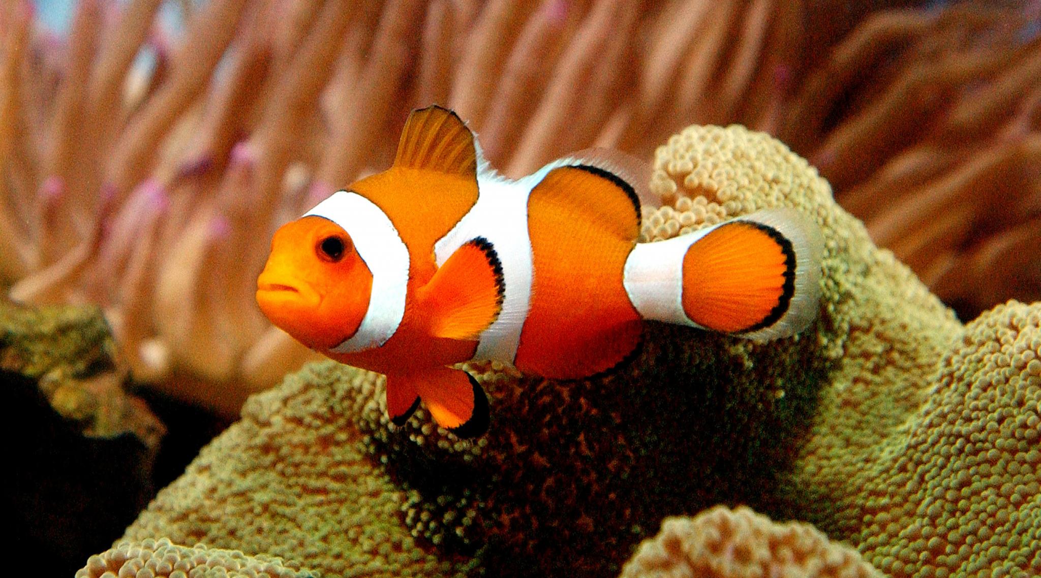 football fish in finding nemo