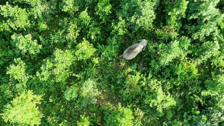 Elephant Named After Osama Bin Laden Kills Five Villagers in Assam