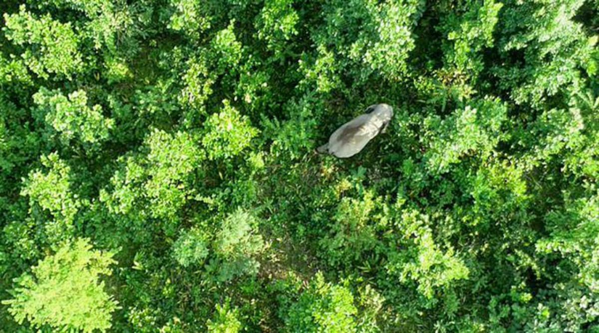 Elephant Named After Osama Bin Laden Kills Five Villagers in Assam Elephant Named After Osama Bin Laden Kills Five Villagers in Assam