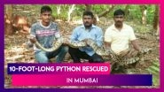 10-Foot-Long Python Rescued By The Forest Department In Mumbai