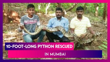 10-Foot-Long Python Rescued By The Forest Department In Mumbai