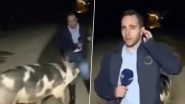 Pig Follows Journalist Live Reporting on Floods in Greece And Bites Him, Video Goes Viral