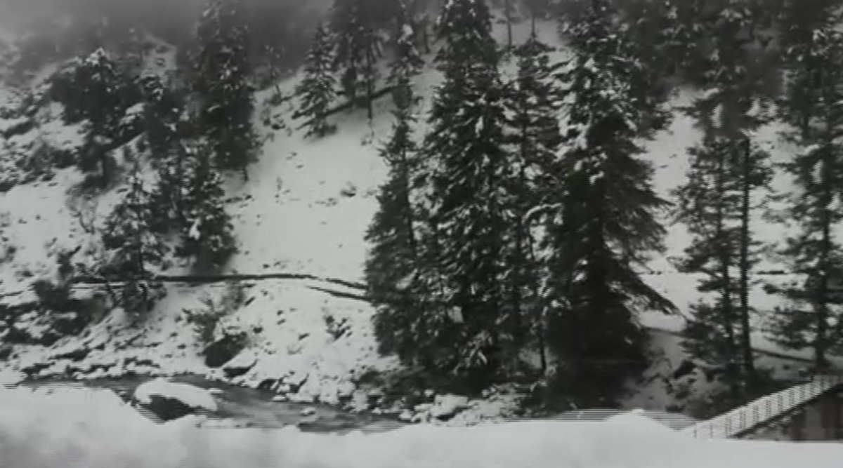 Pine trees covered in snow | Kashmir Snowfall 2019: Valley ...