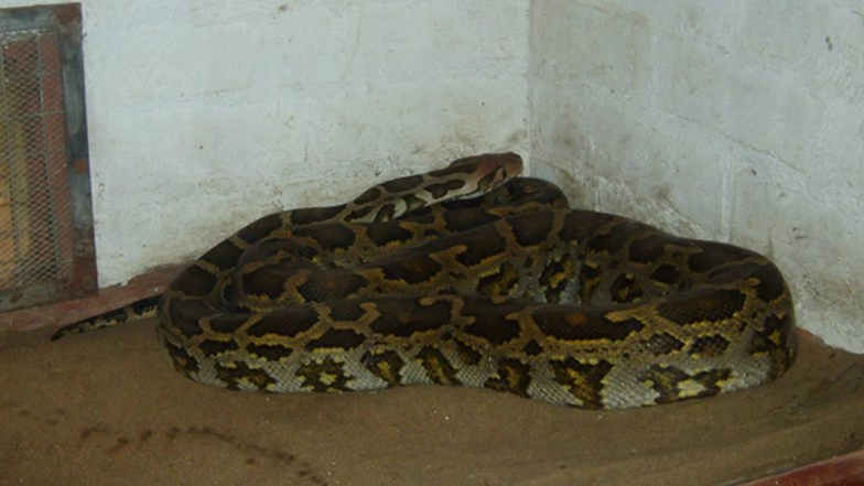 Python Swallows Deer, Later Dies After Being Dragged by Villagers in UP's Amroha (Watch Video)