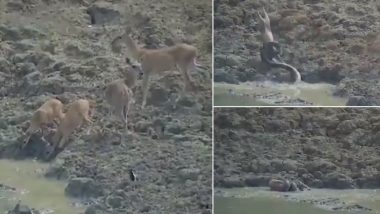 Python Jumps Out to Attack a Deer Drinking Water From Pond in Maharashtra Forest (Watch Viral Video)