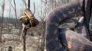 Giant Snake Wraps Around Burnt Tree Branch From Scorched Forest in Australia Bushfires (Watch Video)