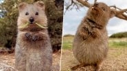 So Adorable Quokka! Wildlife Photographer Shares Cute Photos of Furry Creatures, Wins Netizen's Heart