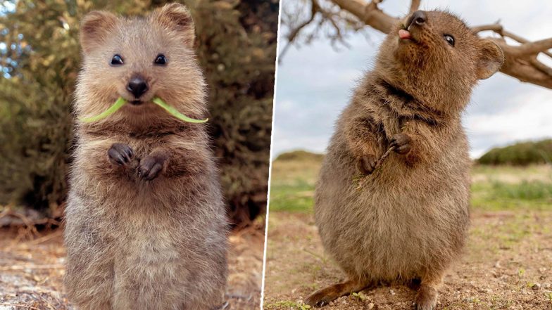 So Adorable Quokka! Wildlife Photographer Shares Cute Photos of Furry Creatures, Wins Netizen's Heart
