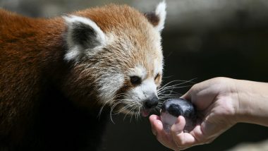 French Zoo Finds Runaway Red Panda