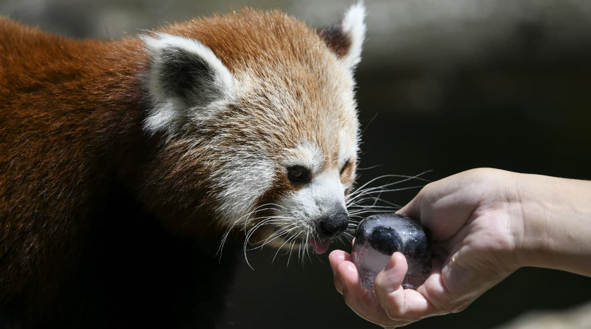 French Zoo Finds Runaway Red Panda French Zoo Finds Runaway Red Panda