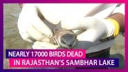 Around 17000 Birds Dead In Rajasthan&rsquo;s Sambhar Lake