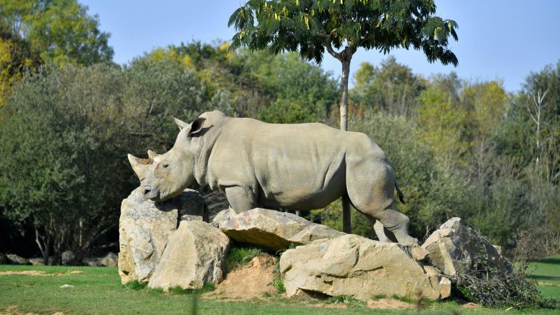 World’s Oldest Captive White Rhino, South African-Born Sana Dies at 55 in French Zoo