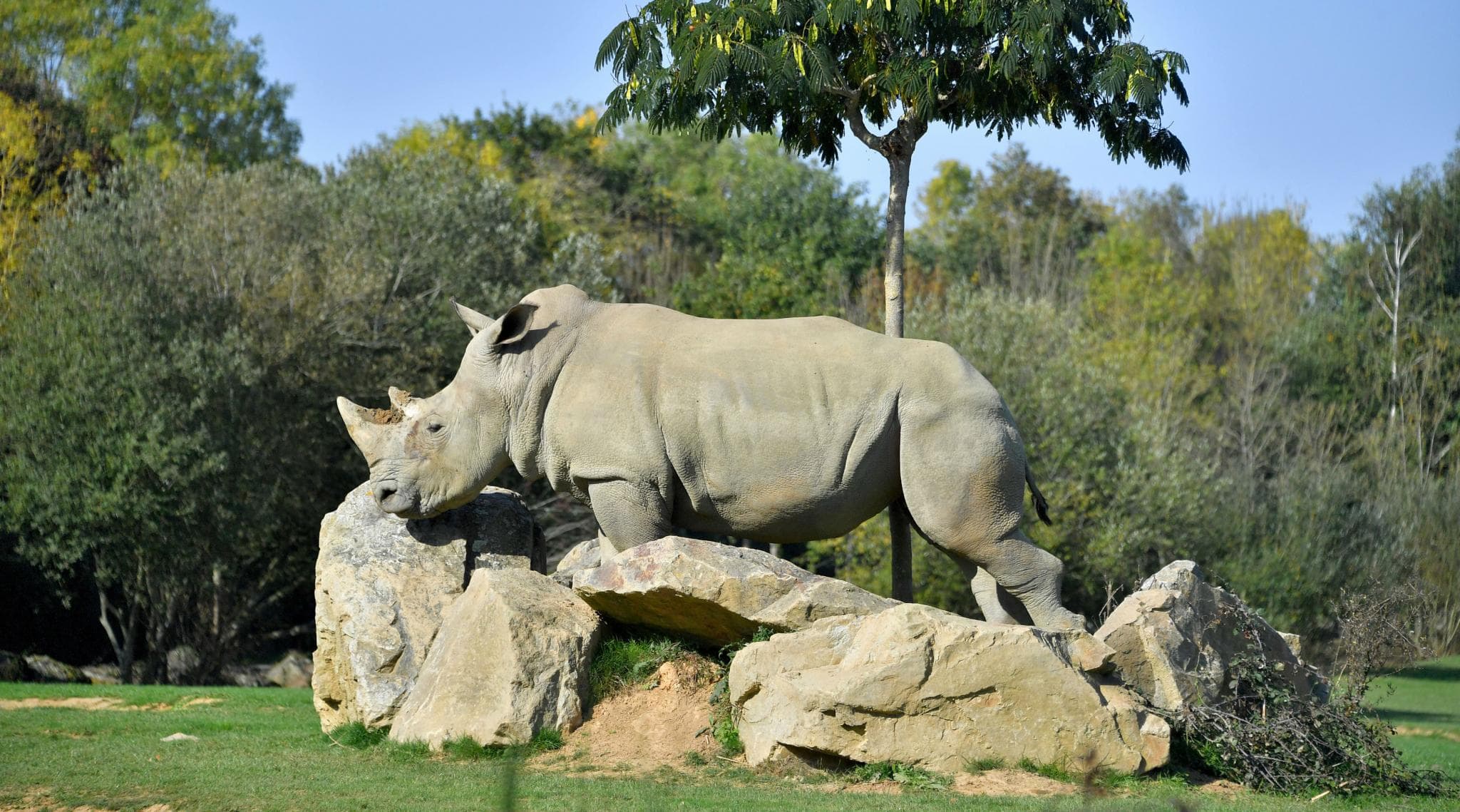World’s Oldest Captive White Rhino, South African-Born Sana Dies at 55 in French Zoo World’s Oldest Captive White Rhino, South African-Born Sana Dies at 55 in French Zoo