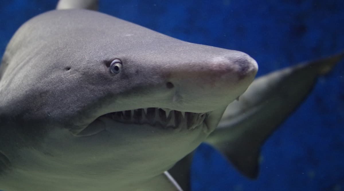 Missing British Tourist's Wedding Ring And Severed Hand Found Inside Shark's Stomach in Indian Ocean Missing British Tourist's Wedding Ring And Severed Hand Found Inside Shark's Stomach in Indian Ocean