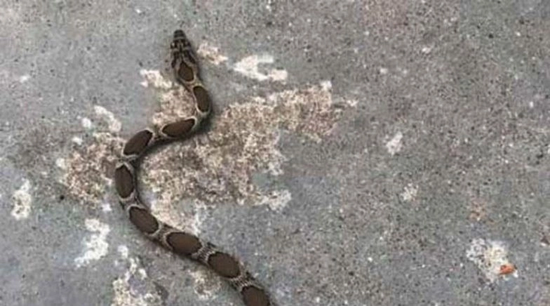  Kerala: Shehala Sherin Dies of Snake-Bite, Classmates of Class 5 Student Threatened