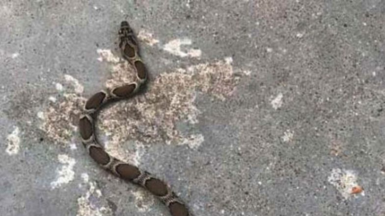 Kerala: Shahala Sherin's Classmates Threatened For Giving Statements Against School After 10-Year-Old Girl Dies of Snakebite