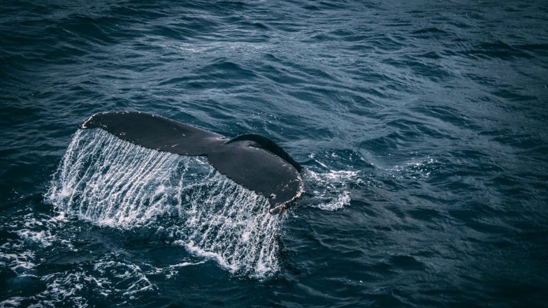 Plastic Pollution Kills Another! Sperm Whale With Plastic Sheeting in Stomach Washes Up on Wales Beach (Watch Video)