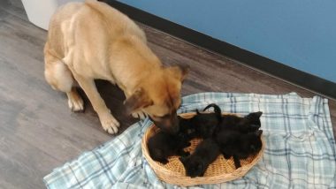 Stray Dog Saves Abandoned Kittens from Cold Canada Winter