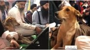 Stray Dog Attends 550th Parkash Purab Celebrations and Enjoys Guru Nanak Dev Kirtans Along With Devotees, Adorable Videos Go Viral
