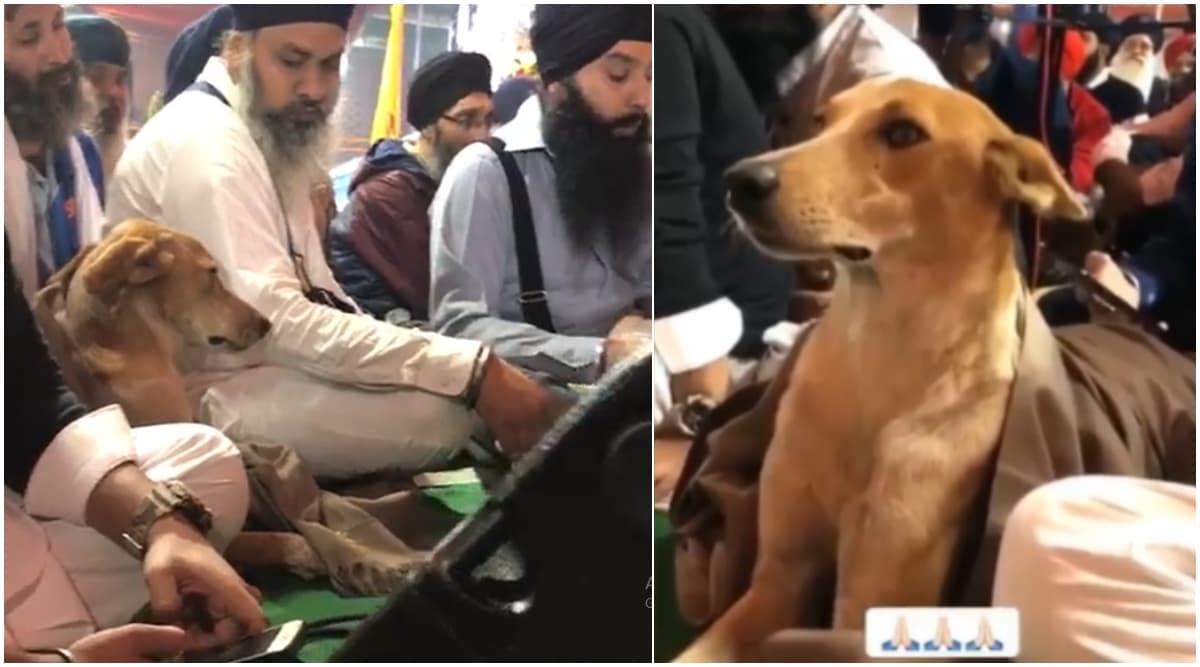 Stray Dog Attends 550th Parkash Purab Celebrations and Enjoys Guru Nanak Dev Kirtans Along With Devotees, Adorable Videos Go Viral Stray Dog Attends 550th Parkash Purab Celebrations and Enjoys Guru Nanak Dev Kirtans Along With Devotees, Adorable Videos Go Viral